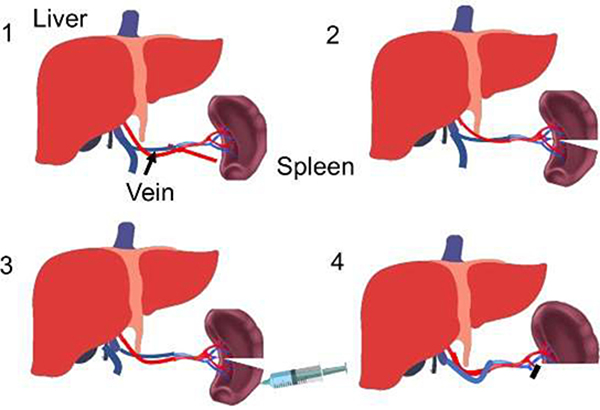 Figure 3: