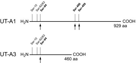 Figure 10.