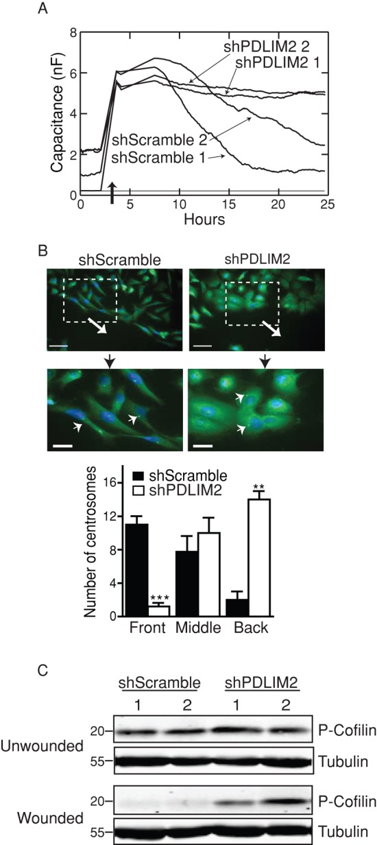 FIGURE 2: