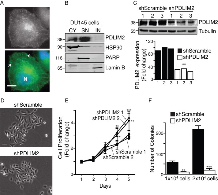 FIGURE 1: