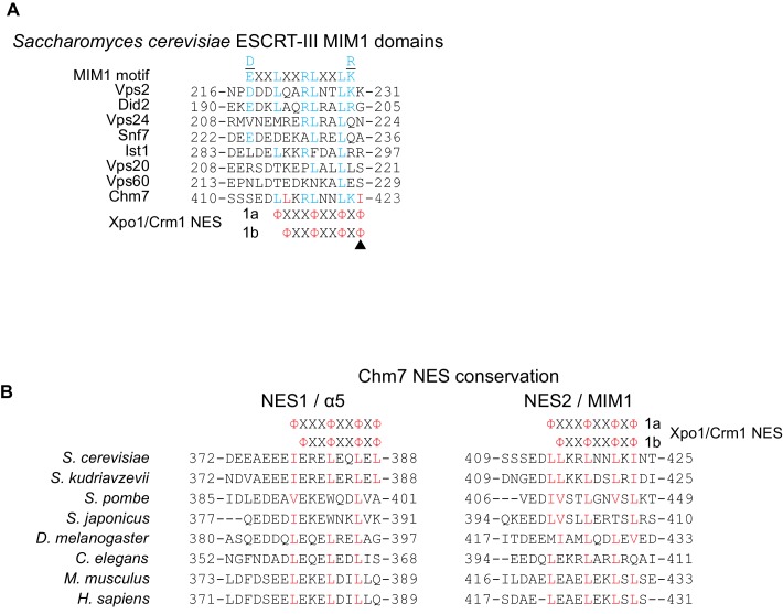 Figure 1—figure supplement 1.