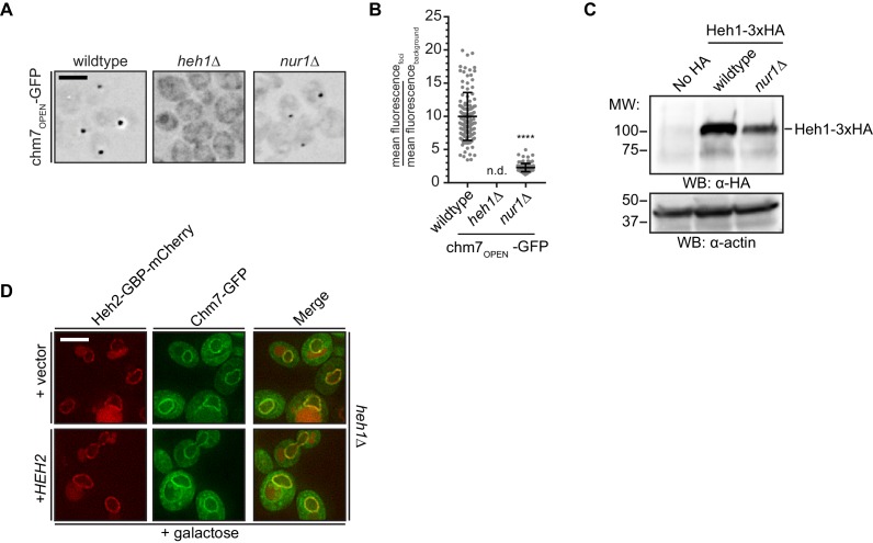 Figure 5—figure supplement 1.