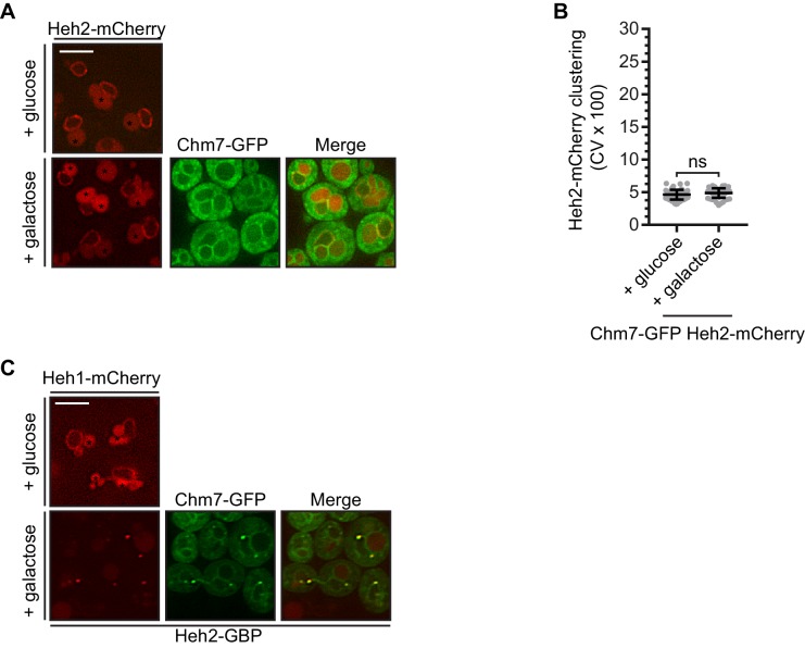 Figure 4—figure supplement 1.