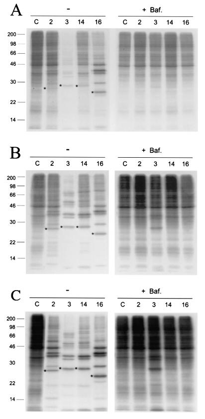 FIG. 4.