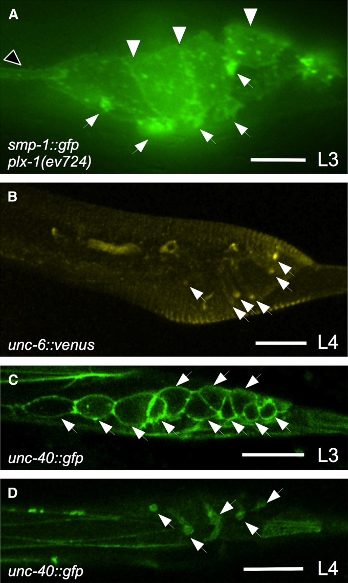 Figure 3 