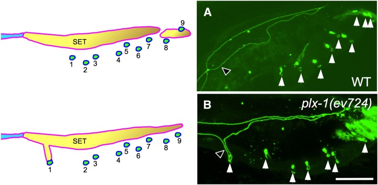 Figure 6 