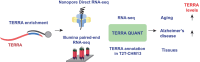 Graphical Abstract
