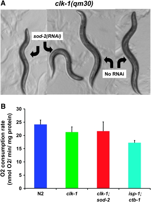 Figure 5.—