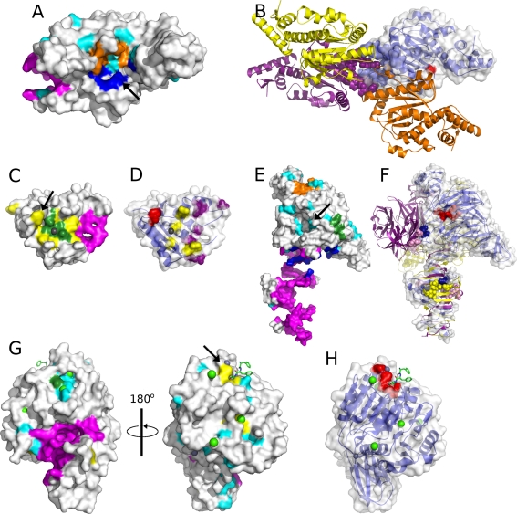 Fig. 6