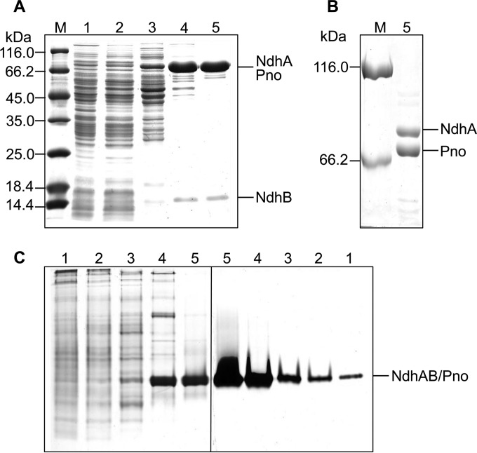 FIG 2