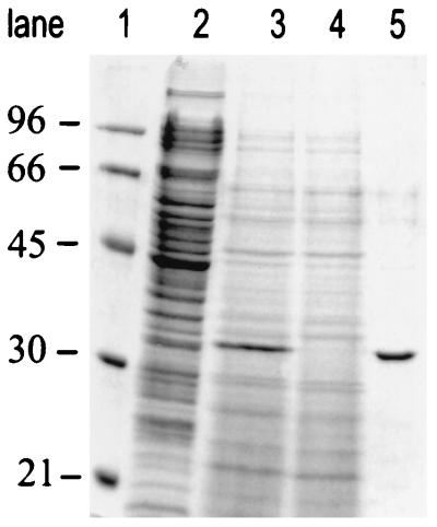 FIG. 5