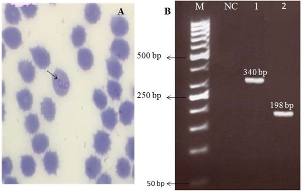 FIGURE 1