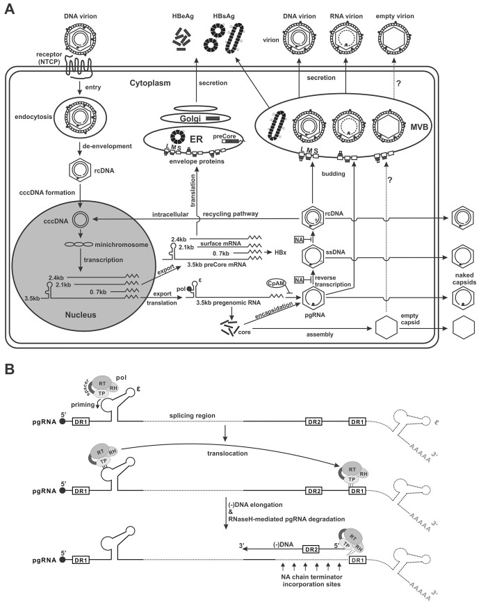 Fig 10