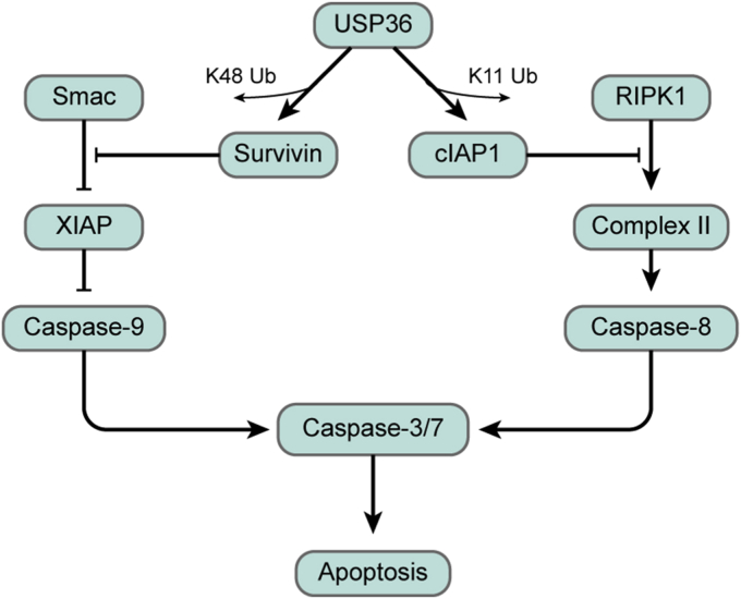 Figure 9