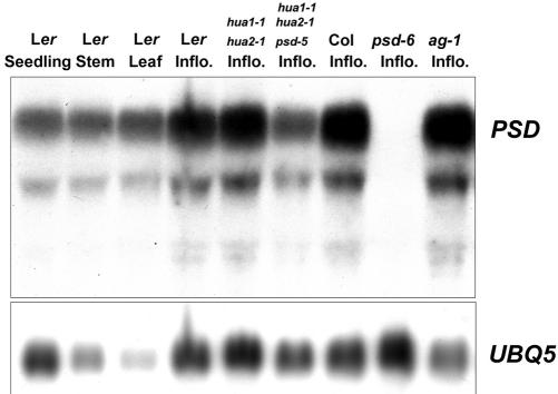 Figure 7.