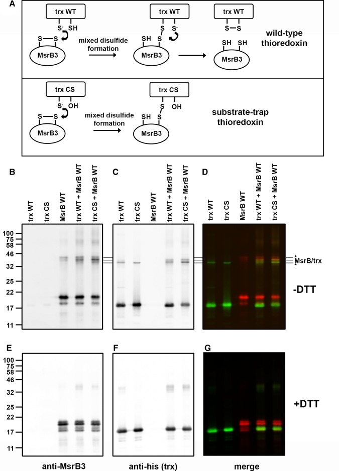 Figure 3.