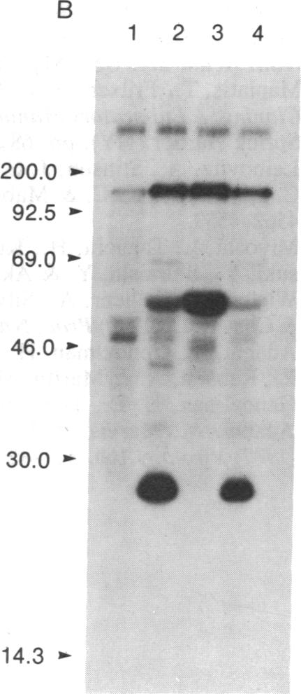 graphic file with name pnas00265-0120-a.jpg