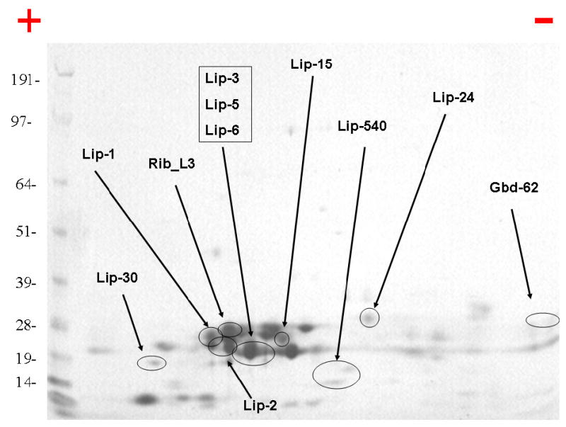 Fig. 6