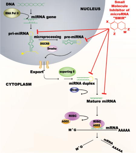 graphic file with name nihms628910u1.jpg