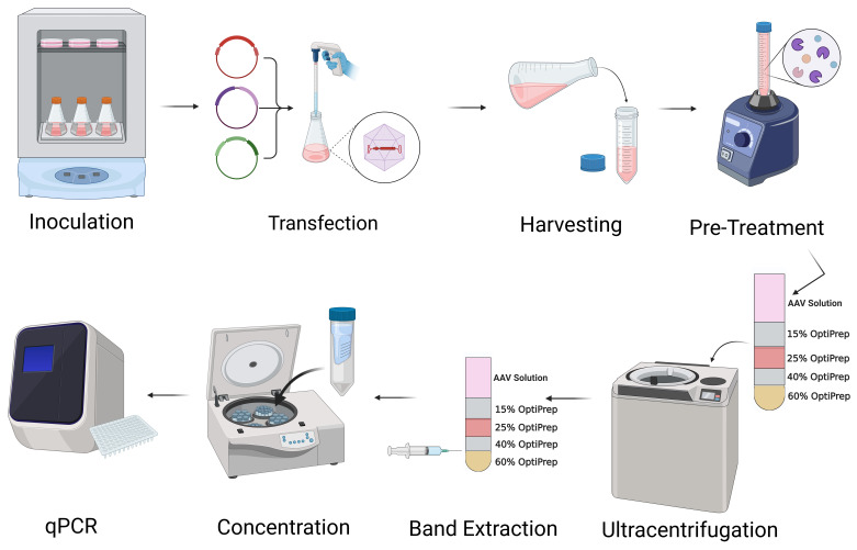 graphic file with name BioProtoc-14-3-4931-ga001.jpg