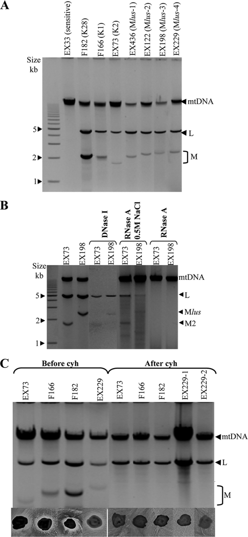 FIG. 2.