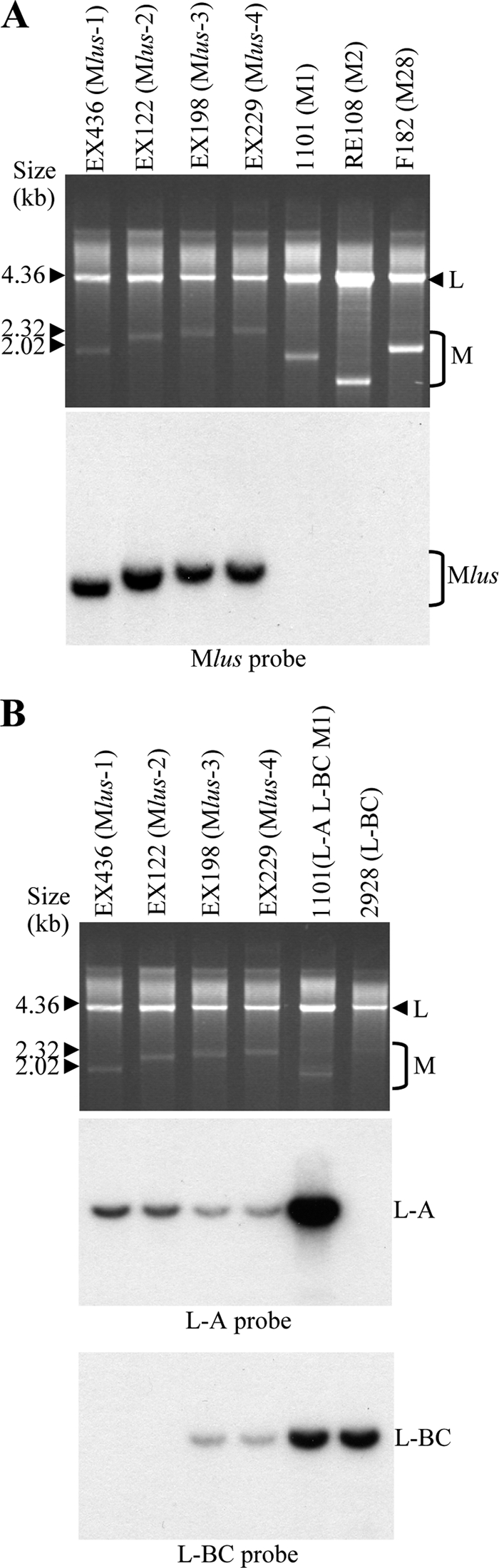 FIG. 3.