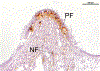 Fig. 3C.