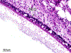 Fig. 2C.