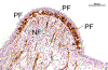 Fig. 3D.