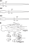 Fig. 1.