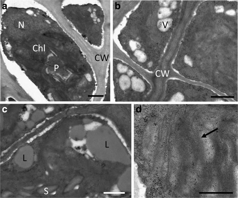 Fig. 8