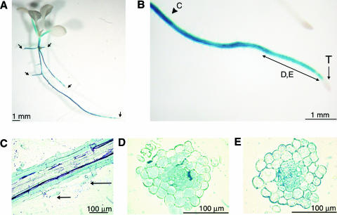 Figure 6.