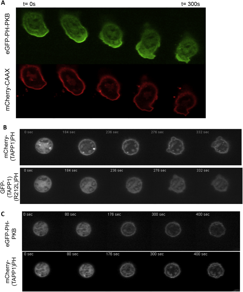 Fig. 3