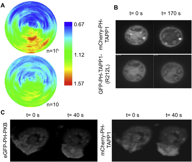 Fig. 2