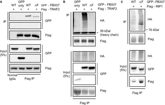 Fig 5