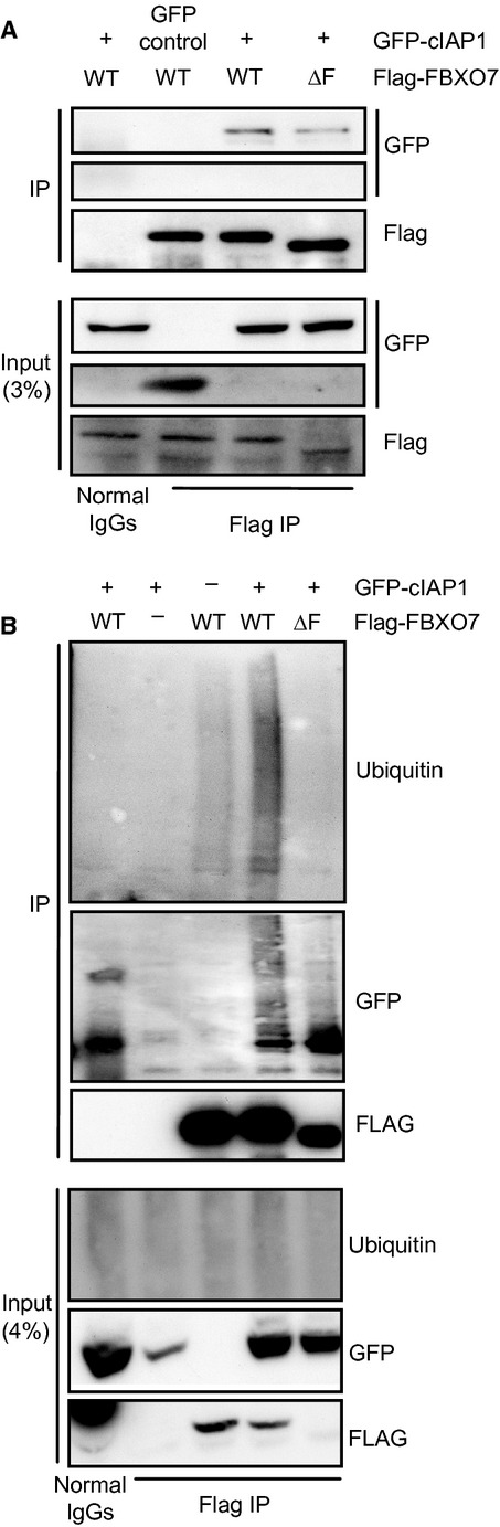 Fig 4