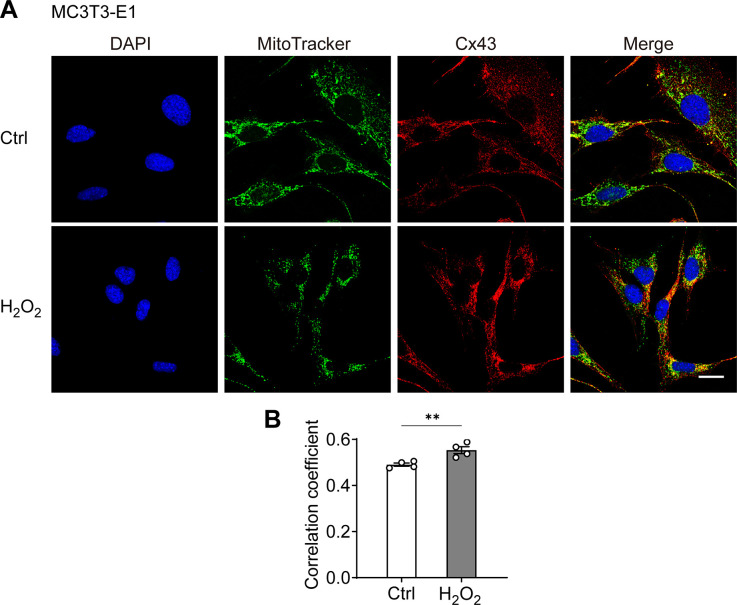 Figure 1—figure supplement 2.