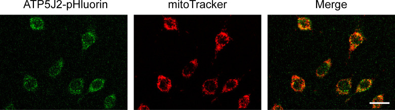 Figure 4—figure supplement 1.