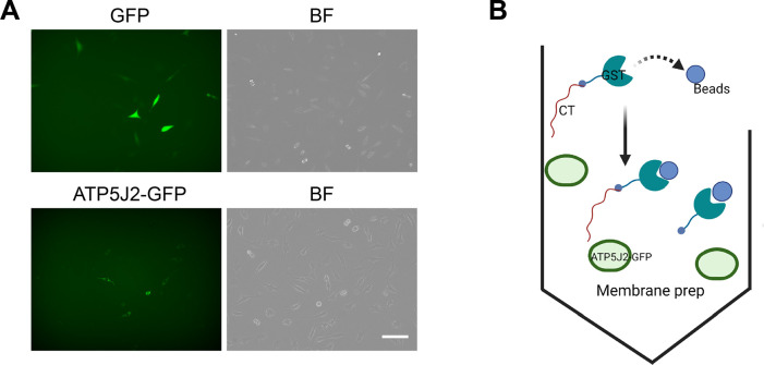 Figure 7—figure supplement 1.