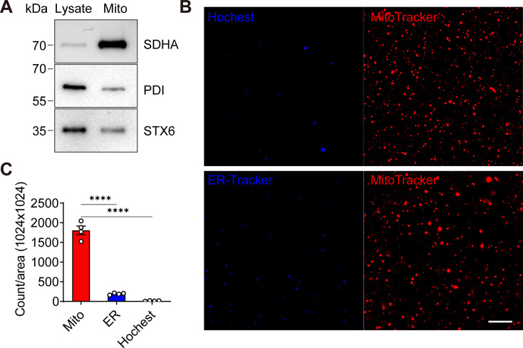 Figure 1—figure supplement 1.