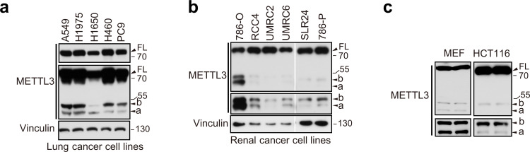 Figure 1—figure supplement 1.