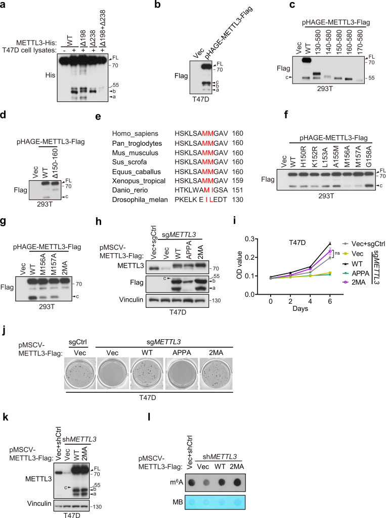 Figure 2—figure supplement 2.