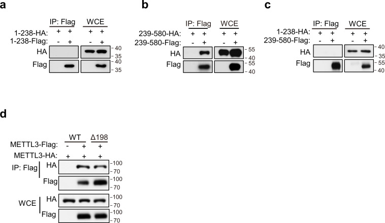 Figure 5—figure supplement 1.