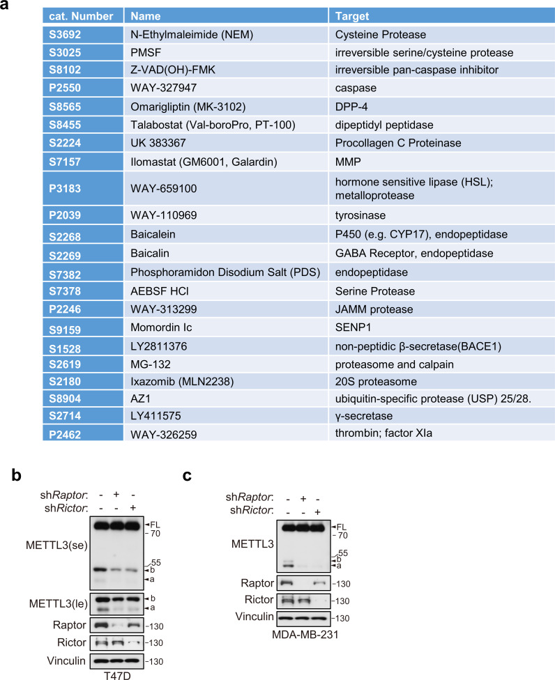 Figure 7—figure supplement 1.