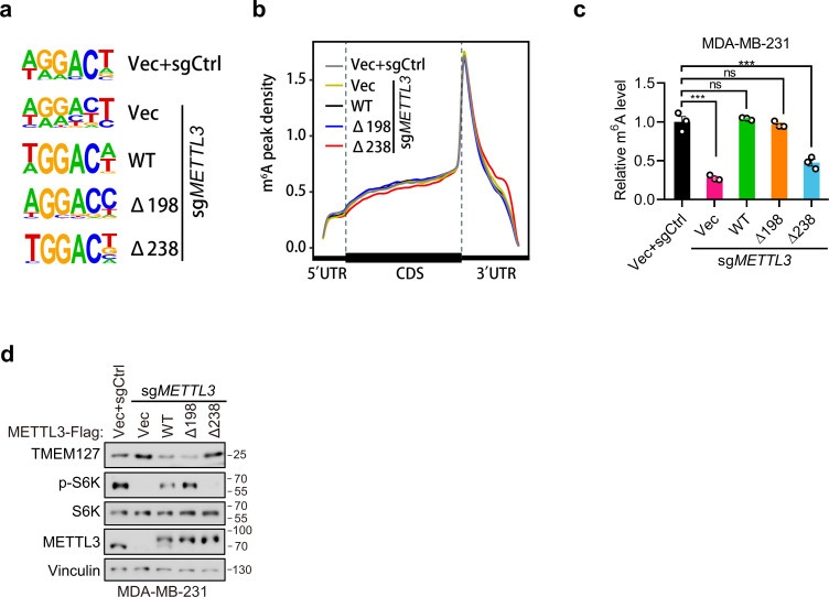 Figure 6—figure supplement 1.