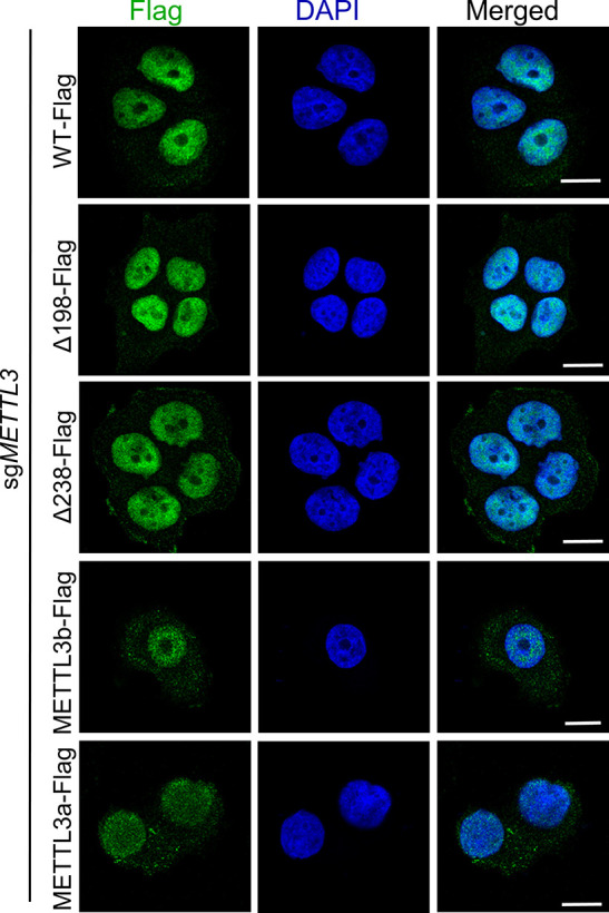 Figure 2—figure supplement 1.