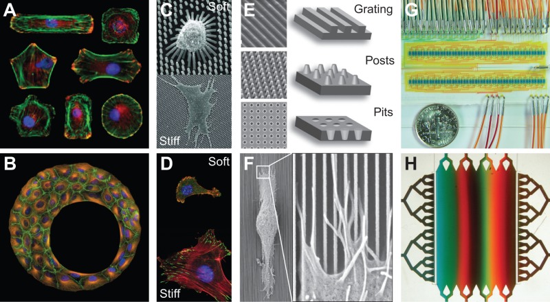 Box 2. How to engineer microenvironments to capture the features of 3D culture