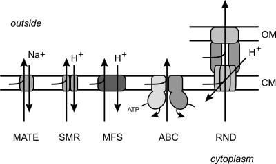 FIG. 1.