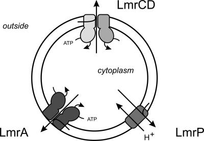 FIG. 3.