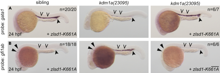 Figure 5